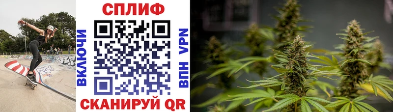 Конопля гибрид  Малоархангельск 